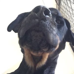 Meet your Posher, Chanel